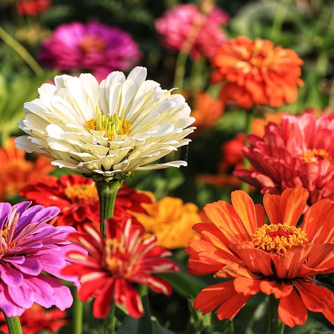 LUOJIBIE Zinnia Seeds for 2026, California Giant Zinnia Seeds Bulk, 20,000+ Double Dahlia Zinnia Mixed Color Seeds, Flower Seeds for Planting Outdoor Garden, Non-GMO Heirloom, Easy to Grow