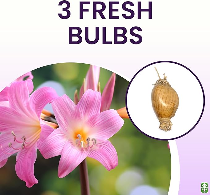 Naked Ladies Amaryllis Belladonna Bulbs – 3 Bulbs for Planting, 16–24" Tall – Elegant Indoor & Outdoor Plant – Ideal for Seasonal Decor – Low-Maintenance Amaryllis Bulbs (Not in Wax)