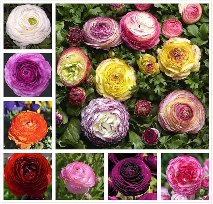 50PCS Mixed Color Ranunculus Bulbs Double Buttercups Spring Rose Bulb Wedding Flower Bulbs