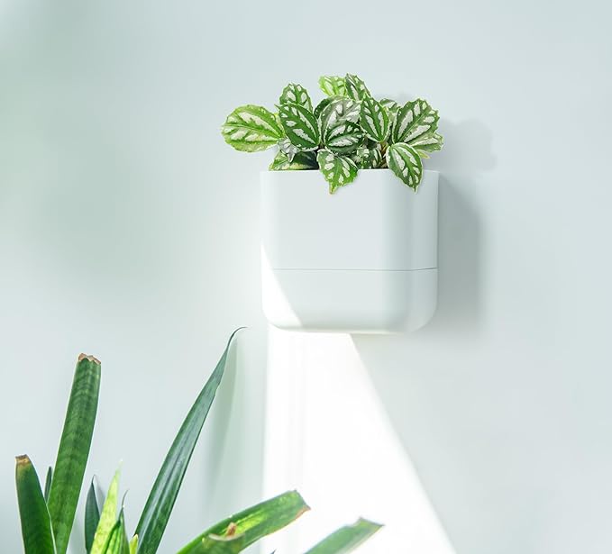 Phoenix Vine 6.5 Inch Wall Mounted Self-Watering Planter Pot for Indoor Houseplants and Herbs | Hanging Planter for Window Sills, Bathroom Walls, Home & Office Décor, White, Set of 2, 01-C-D-2