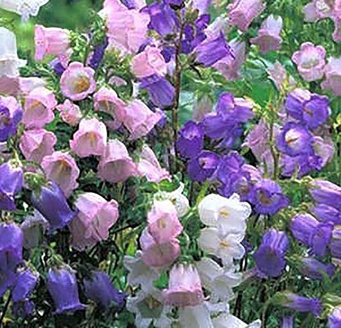 Canterbury Bells Mix - 1200 Seeds
