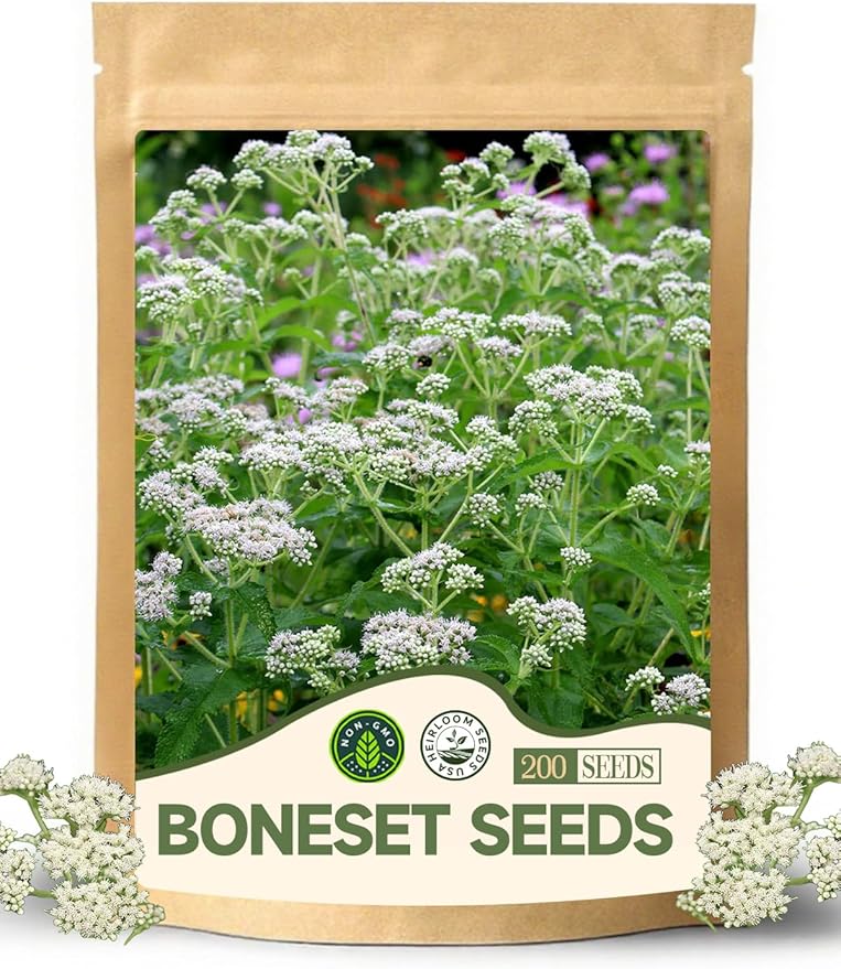 Boneset Seeds Packets - Suitable for Garden Beds and Pots