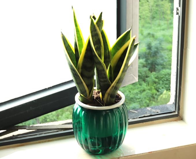 Cornasee 4" Pumpkin Planter Self Watering Pot, 4-Pack Small Plastic Planters for Indoor Plants,Snake Plant,Succulent,African Violets Green