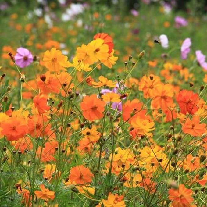 UtopiaSeeds Cosmos Bright Lights Seeds - Wildflower - Easy to Grow - Great for Warm Weather