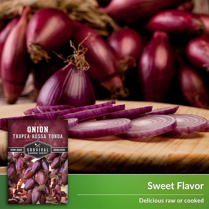 Tropea Rossa Tonda Onion Seeds for Planting – Sweet Italian Red Onion from Calabria with Torpedo Shape & High Yields – Heirloom, Non-GMO, Open-Pollinated – Survival Garden Seeds (1 Pack)