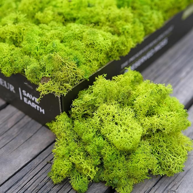 Preserved Reindeer Moss Natural Green DIY Kit Gardenning Art Wall Decor Florist Decor Easter Table Decor Wedding