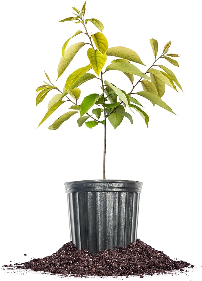 Perfect Plants American Persimmon Tree 1 Gallon | Live Fruit Tree for Gardening | Native Sweet Edible Fruits