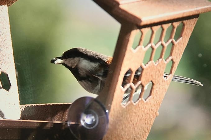 Window Bird Feeder for Outdoors Weatherproof Bird Feeder with Strong Suction Cups, Bird Watching for Cats, Easy to Clean Outdoor Birdhouse Feeder, Original Design Made in USA (Dark Chocolate)