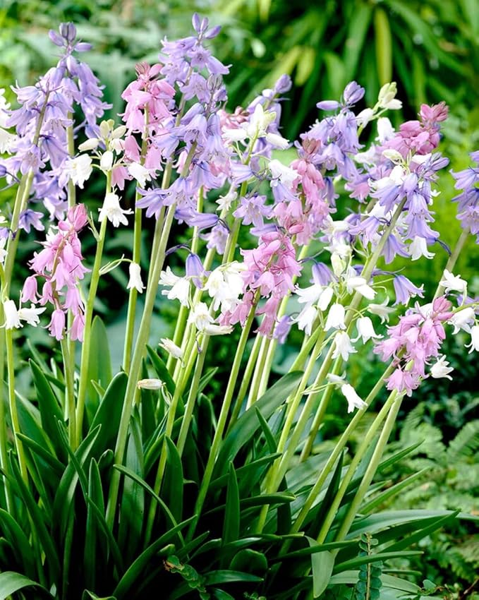 Votaniki Spanish Bluebell Mixture - Perennial Spanish Bluebells (Wood Hyacinth) Bulbs for Planting | Spring Flowering Bulbs, Bell Shaped Flowers - Easy to Grow (25 Pack)