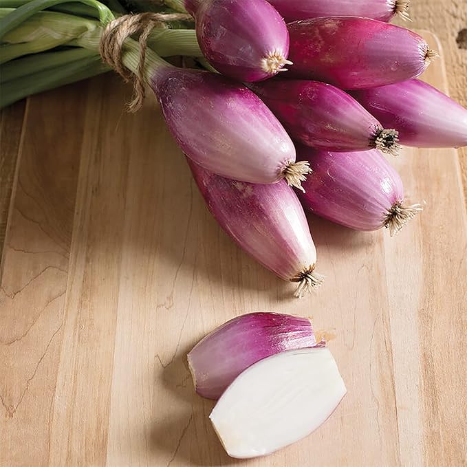 200 Gray French Shallot Seeds | Premium Non-GMO Heirloom Vegetable Seeds Tasty Sweet Fast-Growing French Red Shallot to Plant Home Garden