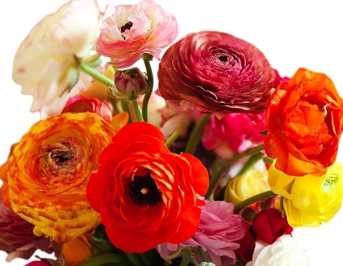10PCS Mixed Color Yellow/Red/Pink/Purple/White MulticoloredRanunculus Bulbs Double Buttercups Spring Rose Bulb Wedding Flower Bulbs (10, Mix Color 2)