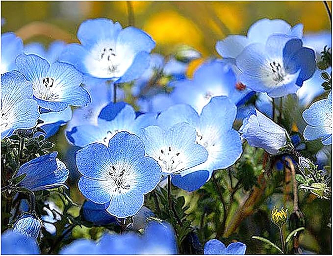 3000 Baby Blue Eyes Wildflower Seeds - California Native Wildflower - Nemophila Menziesii Seed
