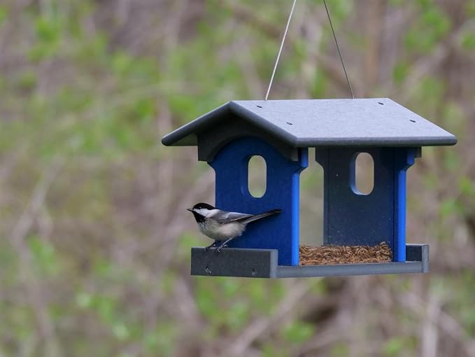 Bluebird Feeder - Poly Lumber - Hanging Blue Bird Feeder for Mealworms (Gray and Blue)