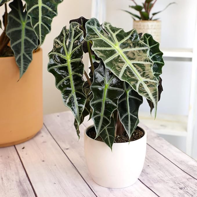 Alocasia Amazonica Polly Elephant Ear Plant in 6" Pot, Office Desk Decor, Easy Care Houseplant for Home or Office, Popular Decorative Houseplants by Plants for Pets