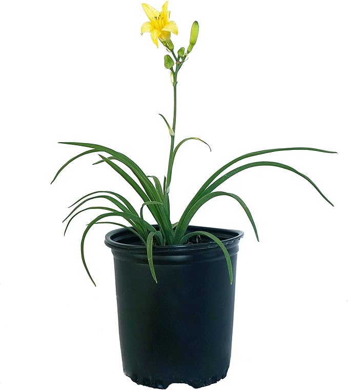 Hemerocallis 'Happy Returns' (Daylily) Perennial, yellow flowers, 1 - Size Container