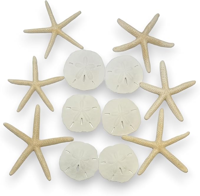 Tumbler Home Sand Dollars and Starfish for Crafts, 6 Real Starfish (4"-6") and 6 Sand Dollars (3"-3.5") in Bulk