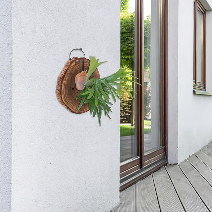 DOITOOL Fern Wall Mount Board Hanging Wall Planter for Indoor Outdoor Plants Rustic Decor for Home Garden 8.66 X 7.08 X 1.02 in 1 Pack