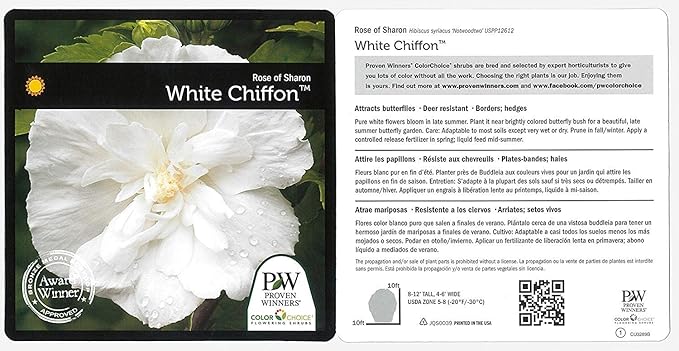 Proven Winners - Hibiscus syriacus White Chiffon (Rose of Sharon) Shrub, White Flowers, 3 - Size Container