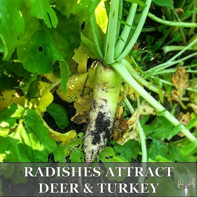 Crooked Bend, Big Bulbs, 4 LBS, Fall Food Plot Seed Mix for Whitetail Deer & Wild Turkey, No Till & No Plow, Throw & Grow Radish, Turnip & Sugar Beet Seeds, Plants up to 0.67 Acres