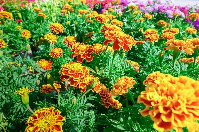Sparky Marigold Seeds for Planting - 500+ Seeds - Beautiful Multi Colored Flowers