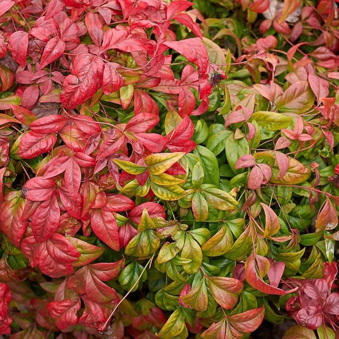 Nandina Domestica Heavenly Bamboo Plant Live, Nandina Plant Outdoor Plants Live Flowering Shrubs, Indoor Plants Live Houseplants, Live Plants Outdoor Garden Edging Colorful Shrubs by Plants for Pets