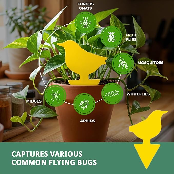 Kate's Home & Garden 36 Count Fruit Fly Traps for Indoors and House. Yellow Sticky Trap for Gnats, Mosquitos, Plants, Ants