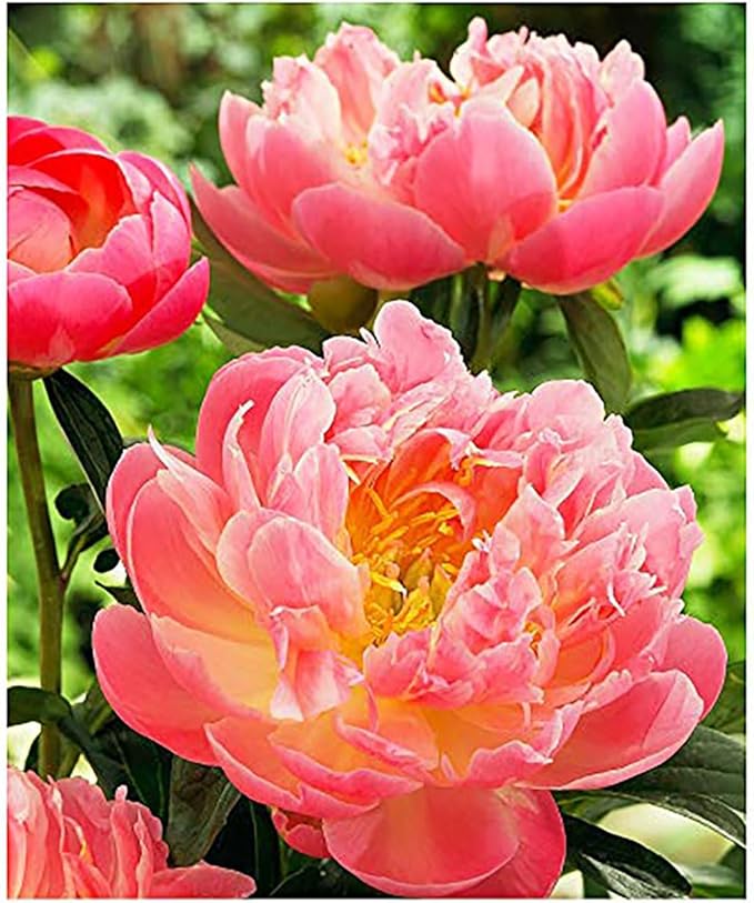 Coral Charm Peony - Semi Double Coral Peony - Large Bare Root 3-5 Eyes