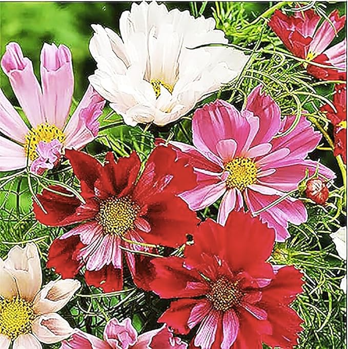 Seashell Cosmos Seeds - Long Blooming Period in All Zones - 1000 Seeds