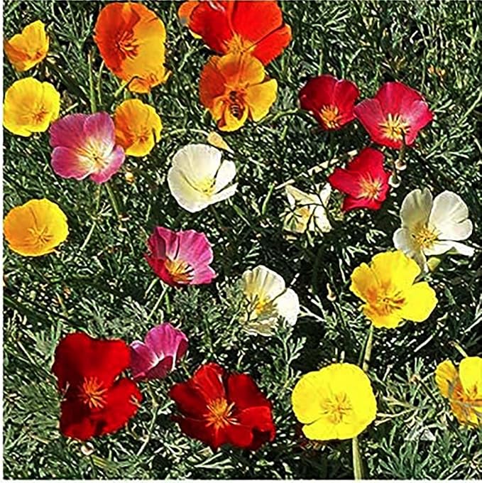 3000 Mixed California Poppy Seeds - State Flower, Golden Orange Poppy, Re-Seeds