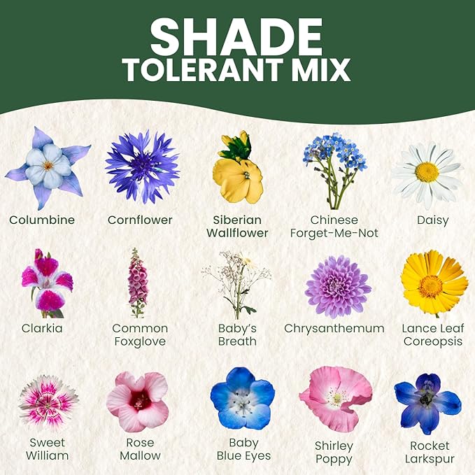 Shade Tolerant Mix – 2,500 Wildflower Seeds for Pollinator Gardens – 2026 Season – 5-Gram Pouch