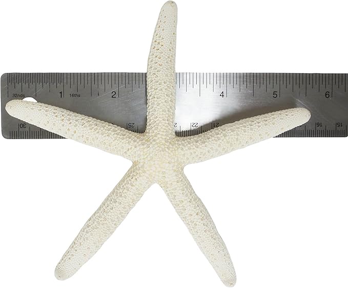 U.S. Shell, White Finger Starfish, 5 to 6 inches, 5-6"