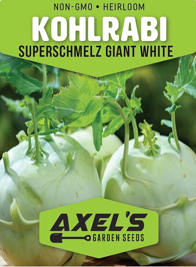 Giant White Kohlrabi Seeds for Planting - Plant & Grow 300 Heirloom Kohlrabi Seeds Home Outdoor Garden - Great Gardening Gift, 5 Packets
