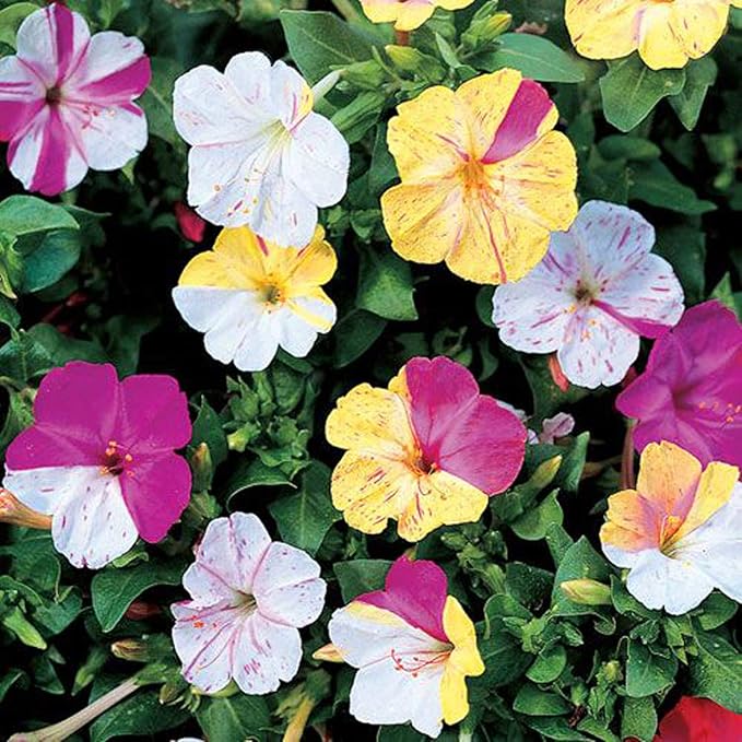 UtopiaSeeds Broken Colors Four O'Clock Seeds - Mirabilis Jalapa - Heat and Drought Tolerant Flowers