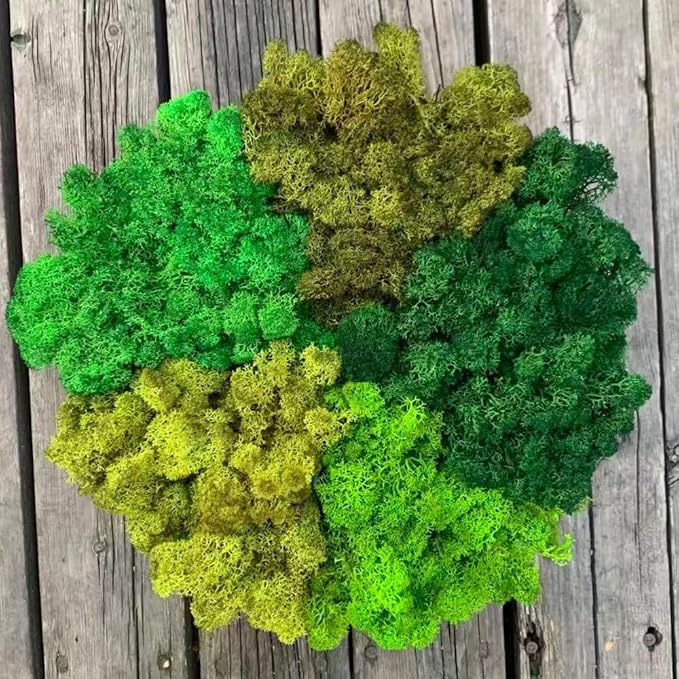 Preserved Reindeer Moss Natural Green DIY Kit Gardenning Art Wall Decor Florist Decor Easter Table Decor Wedding