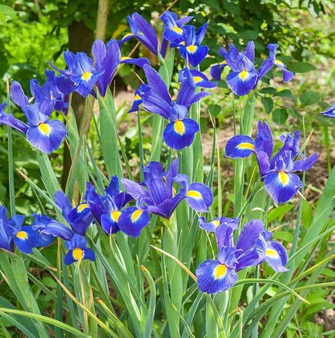 Blue Magic Dutch Iris Bulbs - Perfect Cut Flower Variety, Blue Magic Iris Bulbs for Planting - Sweet Fragrance Iris Flowering Plant (10 Pack)