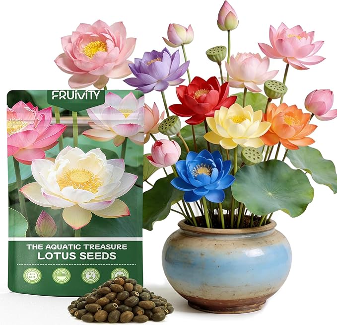 30 PCS Lotus Seeds for Planting in Water - Mixed Color Bowl Lotus Seeds, Non-GMO Aquatic Plant Water Lily Seeds for Indoor Bonsai, Outdoor Ponds & Garden