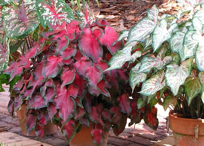 Red Ruffles Caladium Bulb - Strap Leaf Caladium - 1 Caladium Root