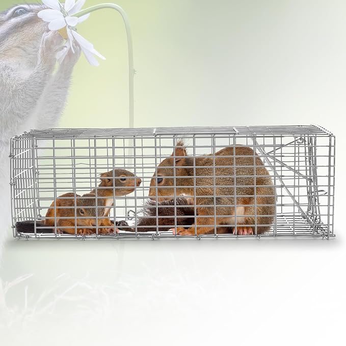 Qualirey 1 Pcs Humane Squirrel Trap Heavy Duty Live Animal Chipmunk Catch and Release Rat Trap for Outdoor Small Animals Mouse Raccoon Stray Cat Rodent Weasels (Silver)