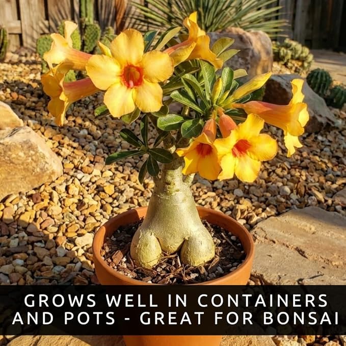 50 Seeds Adenium Obesum Seeds (Desert Rose) – Grow Exotic Caudex Succulent Flowering Plant for Indoor Bonsai or Outdoor Patio – Drought Tolerant, Pink Blooming Ornamental Plant for Containers