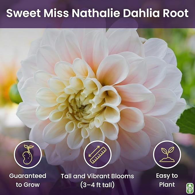 Sweet Miss Nathalie Pink Dahlia - 5 Gallon Size Bare Root Tuber - Beautiful Pink Blooms for Spring Planting 2025 - Large Tuber for Vibrant Garden Displays