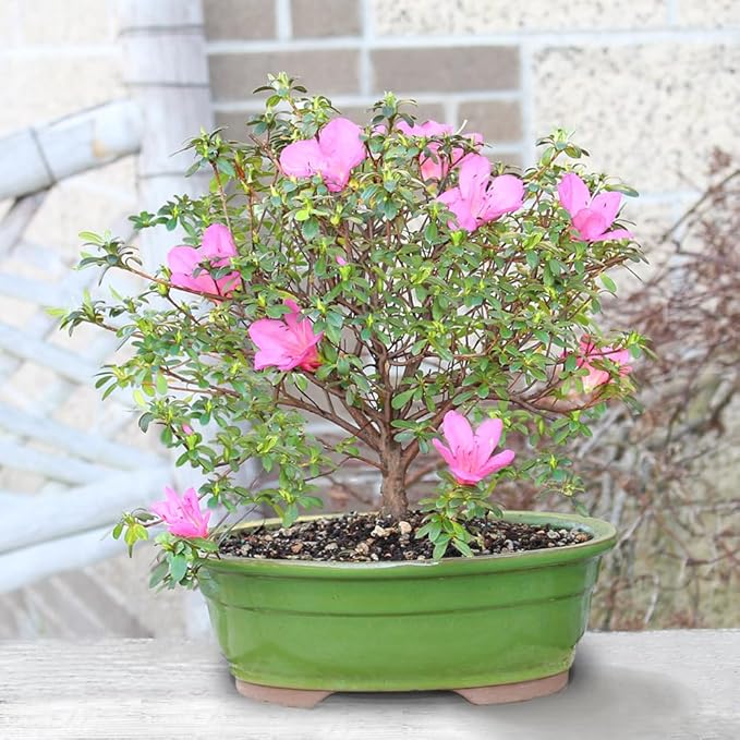 Brussel's Bonsai - Live Satsuki Azalea Flowering Bonsai Tree in Ceramic Bonsai Pot, Outdoor Bonsai Tree Live Plant, 8 Years Old, 10-14 Inches Tall, Easy Care Plant for Patio Garden (Large)