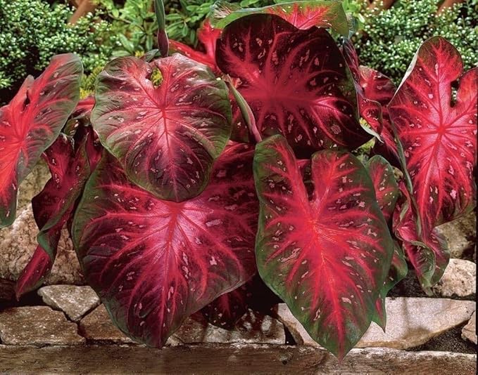 Red Flash Caladium Bulbs, Fancy Mix, Easy to Grow, Colorful Mix, Perennial Hosta (10 Bulbs)