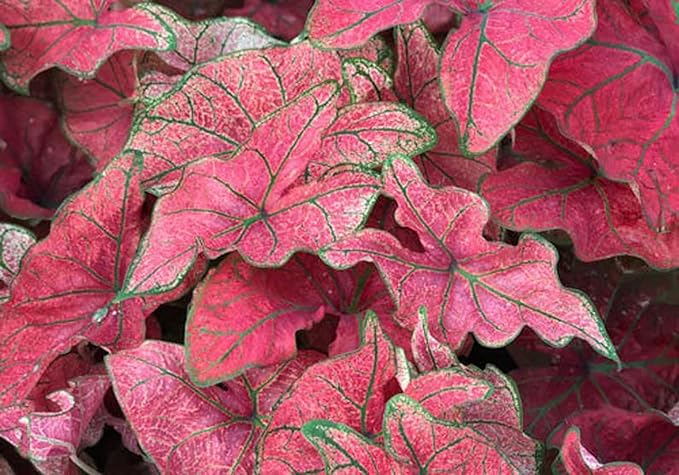UtopiaSeeds Festivia Caladium Bulb - Fancy Leaf Caladium - 1 Caladium Root