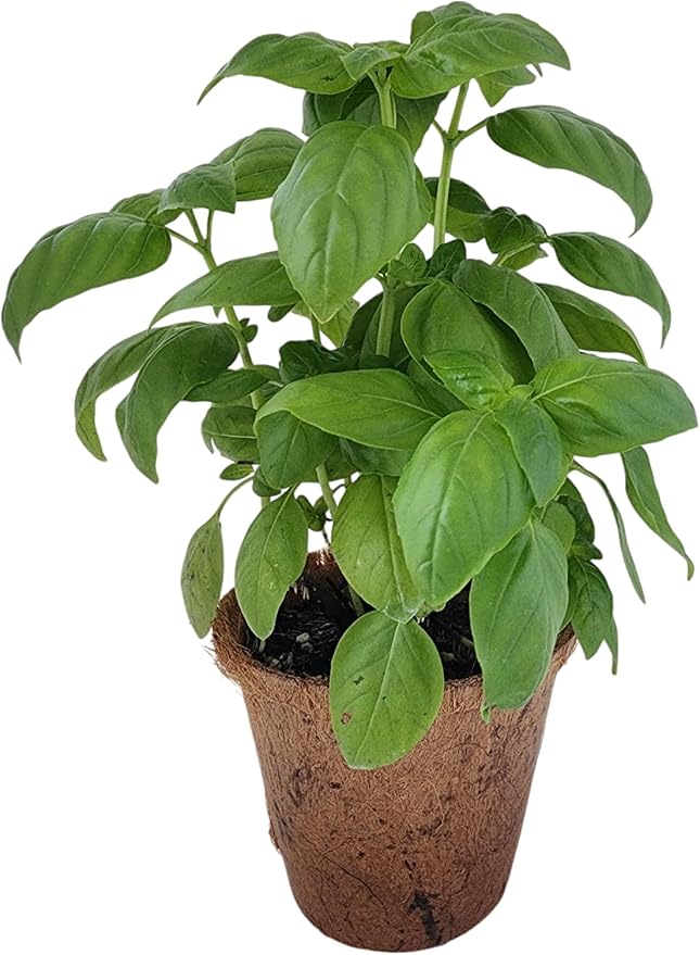 Unique Gardener Plant-It Starters Plant Seeds 4-Pack, DIY Indoor Succulents and Live Plants for Home or Garden Planting, Sweet Basil