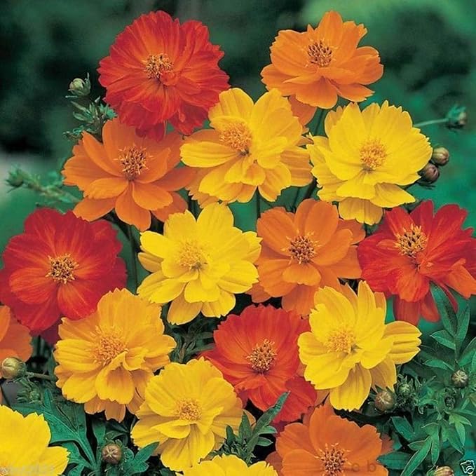 UtopiaSeeds Cosmos Bright Lights Seeds - Wildflower - Easy to Grow - Great for Warm Weather