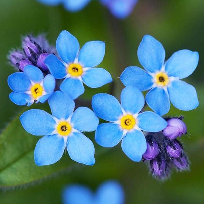 UtopiaSeeds Forget Me Not Seeds - Approximately 5000 Seeds - Shade Tolerant Ground Cover