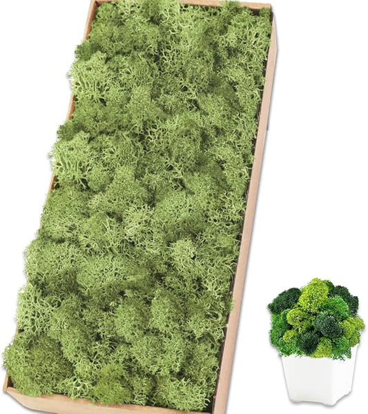 Preserved Reindeer Moss 17.6 OZ Chartreuse Natural for Crafts, DIY Gift Christmas Decor, Wall Art, Potted Plants, Fake Moss for Easter Table Decor Wedding Decorative(1.1 LB, Chartreuse)