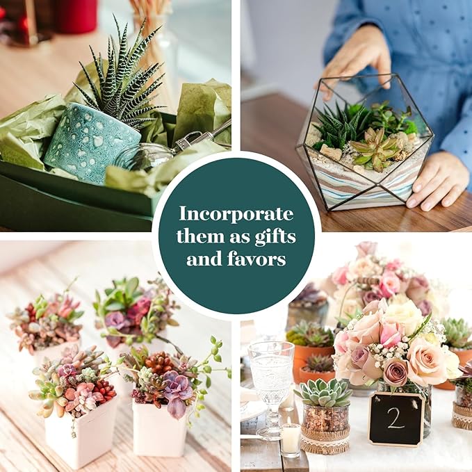 Shop Succulents Assorted Succulent Plant Pack Collection - Live Mini Succulent Plants, Low Maintenance, Mixture of Colors & Textures - Wedding and Party Favors, Gift & Garden