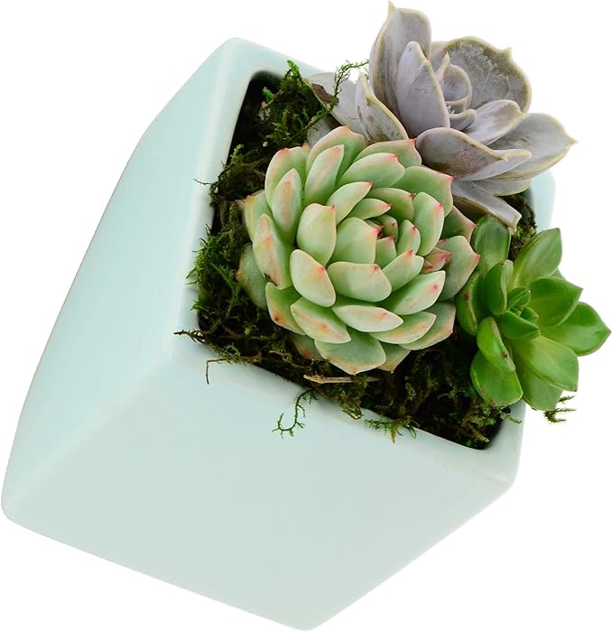 Arcadia Garden Products WP22 Small Cube Wall Planter 3-Pack-Mint
