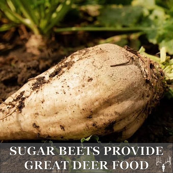 Crooked Bend, Big Bulbs, 4 LBS, Fall Food Plot Seed Mix for Whitetail Deer & Wild Turkey, No Till & No Plow, Throw & Grow Radish, Turnip & Sugar Beet Seeds, Plants up to 0.67 Acres